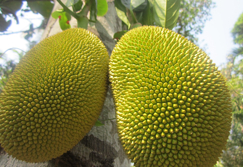 Entawak Fruit 