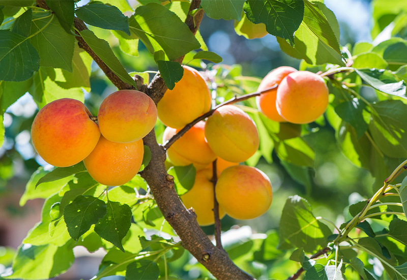 Apricots - foods that start with A