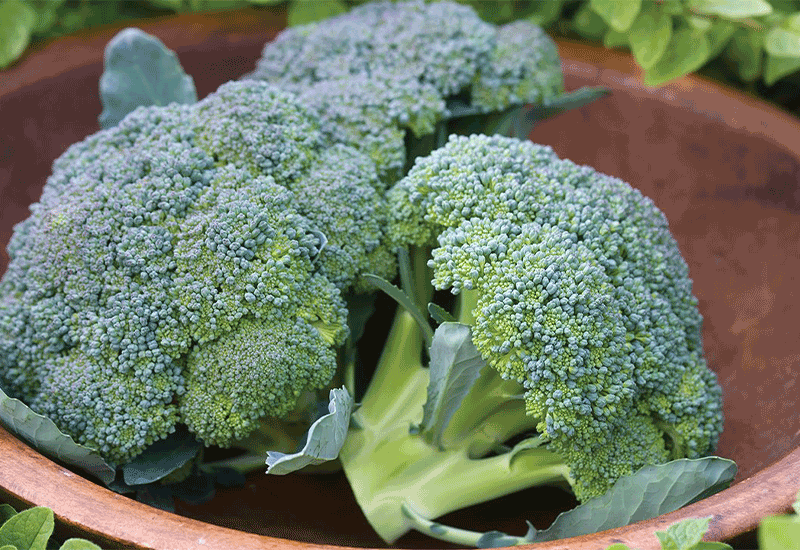 Broccoli - Super Good food varieties (Healthy foods)