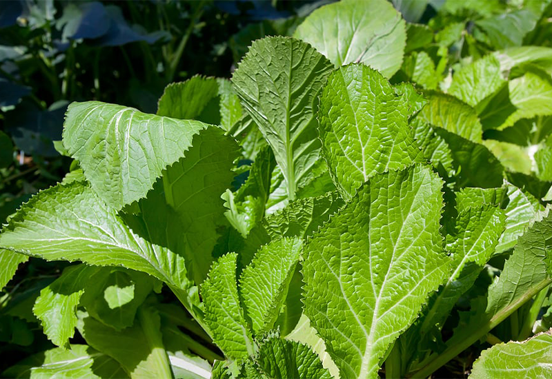 COOKED MUSTARD GREENS - Vitamin K: Makes perfect slow flow of blood clot