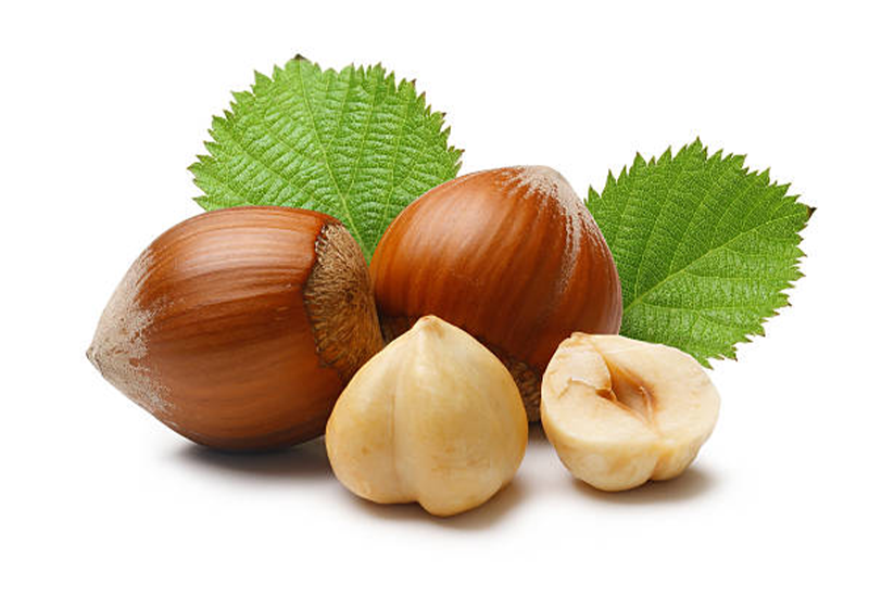 HAZLENUT - Vitamin E, Necessary For Current Lifestyle