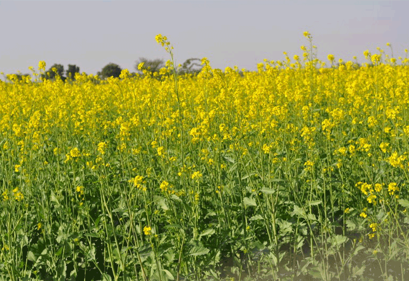 INDIAN MUSTARD - Healthy 7 foods that start with I