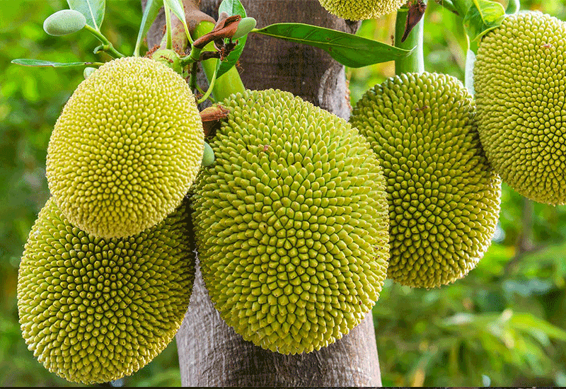 Jack fruit - 12 foods that start with J - - Being Health Conscious