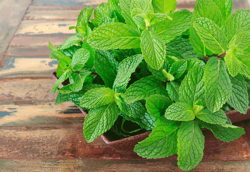 MINT LEAVES - Healthy 11 foods that start with M