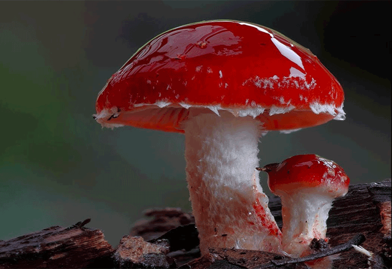 MUSHROOM - Healthy 11 foods that start with M