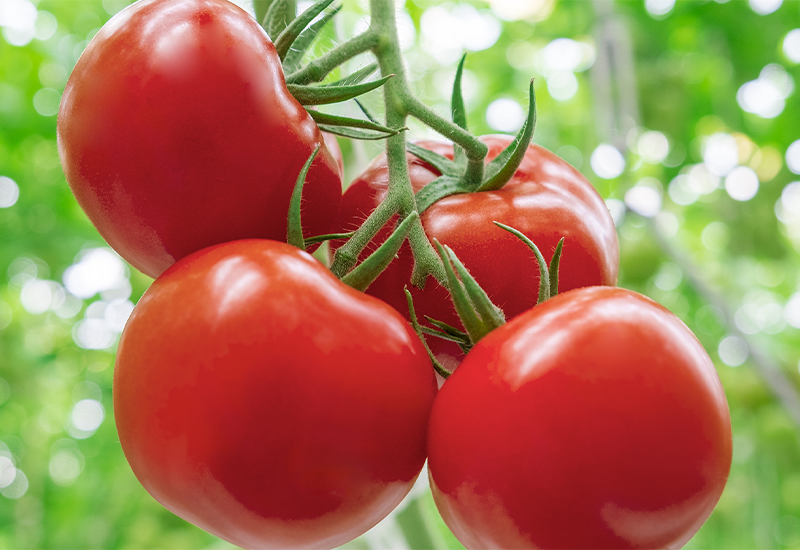 TOMATO - Light Foods Below 100 Calories