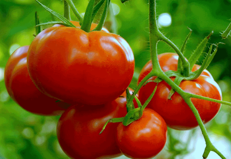 Tomatoes - Super Good food varieties (Healthy foods)