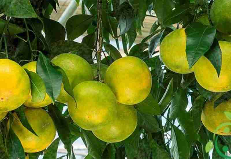 UGLI FRUIT - Healthy 10 foods that start with U - Being Health Conscious