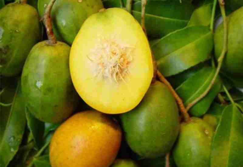 UMBRELLA FRUIT - Healthy 10 foods that start with U - Being Health Conscious