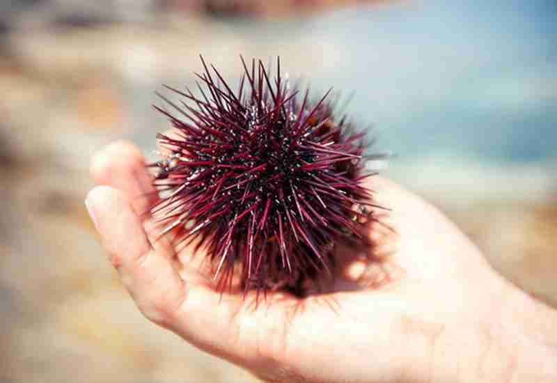 UNI SEA URCHIN - Healthy 10 foods that start with U - Being Health Conscious