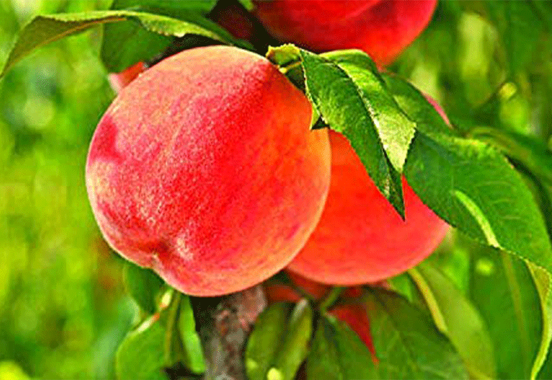 Velvet apples - Healthy 7 foods that start with V
