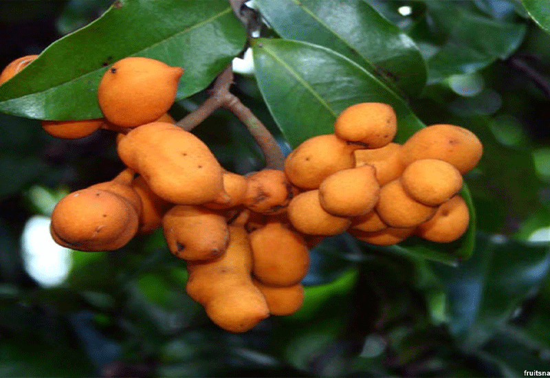 Zigzag vine fruit - Healthy 6 foods that start with Z