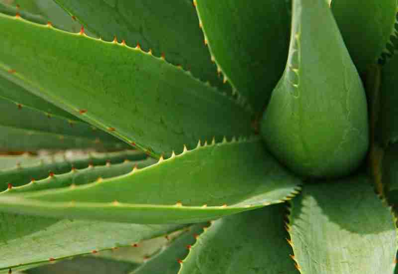 Aloe vera Benefits - Helpful for hair growth and shine