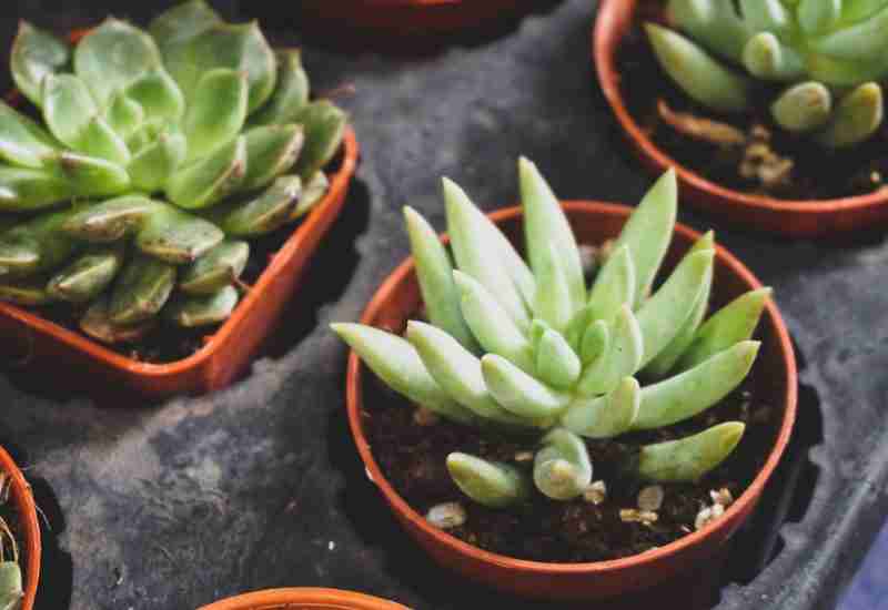 Aloe vera Benefits - Helpful for hair growth and shine