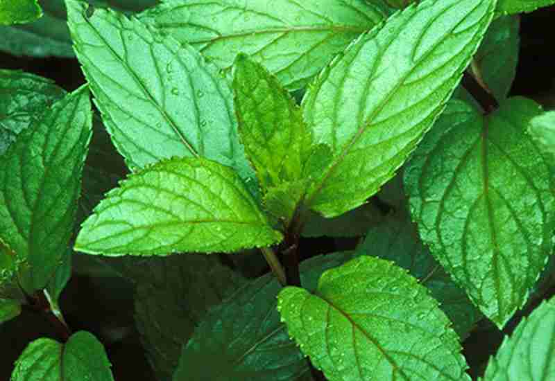 Benefits of peppermint tea | advantages of peppermint tea