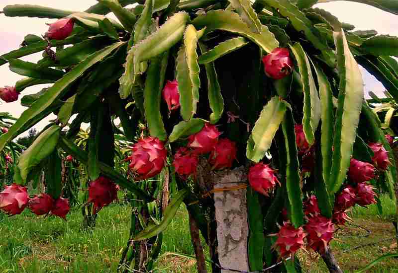 Worthy Benefits of Dragon Fruit For Us