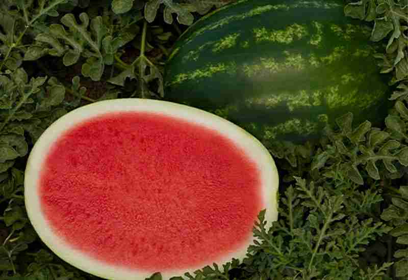 EYE PROTECTION - Benefits of Watermelon