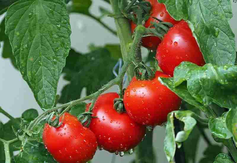 Wholesome Benefits of Tomato