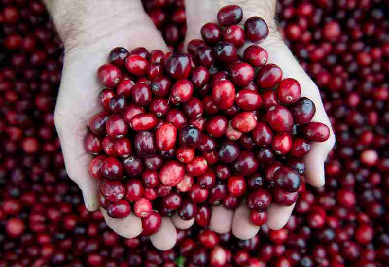 Help in the prevention of urinary tract infections - Benefits of Cranberry Juices