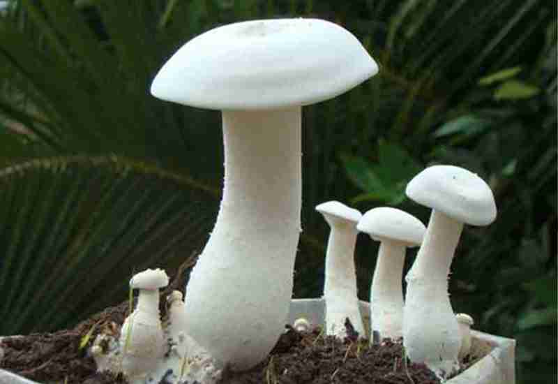 Health Benefits Of Mushrooms and Types of Mushrooms found in India