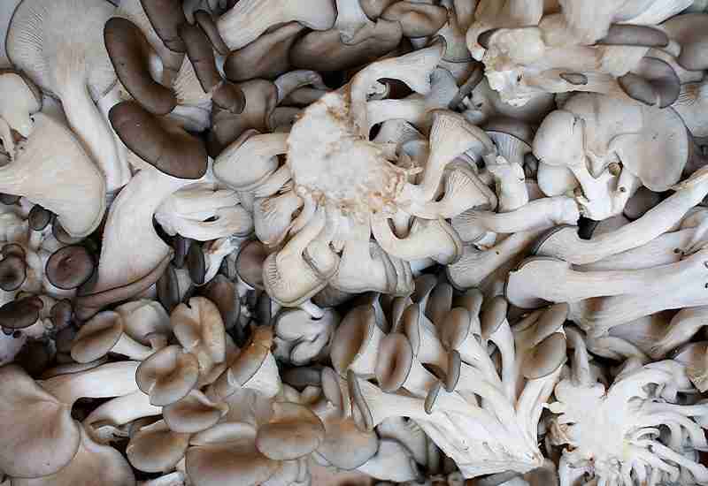 Health Benefits Of Mushrooms and Types of Mushrooms found in India