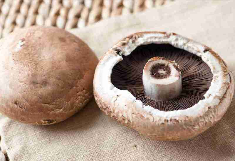 Health Benefits Of Mushrooms and Types of Mushrooms found in India