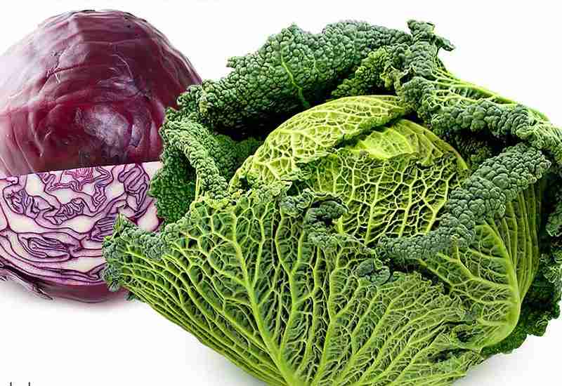 Benefits Of Cabbage 