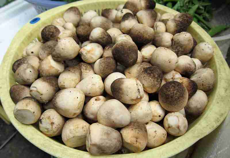 Health Benefits Of Mushrooms and Types of Mushrooms found in India