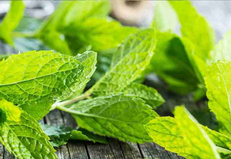 Benefits of peppermint tea | advantages of peppermint tea