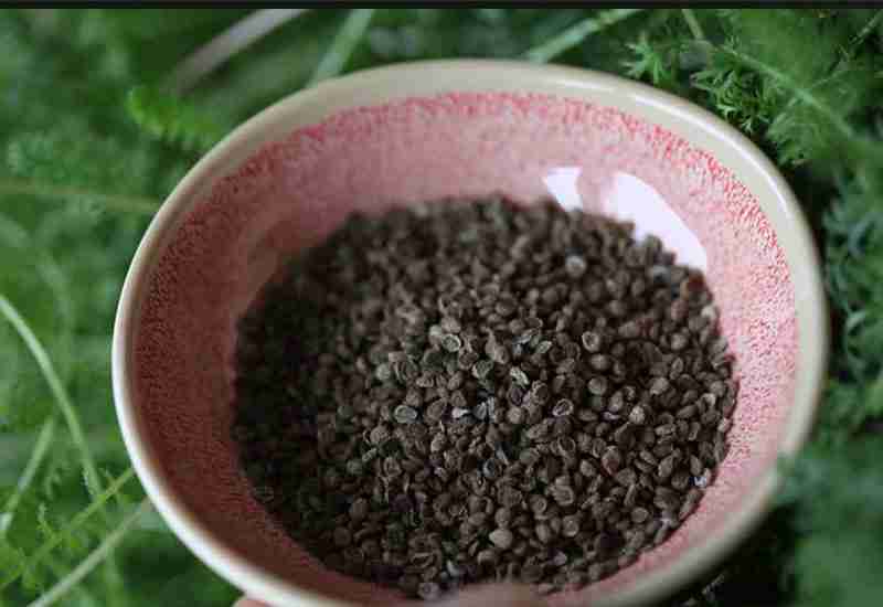 Surprising Benefits of Chia Seeds - A Powerful Antioxidant