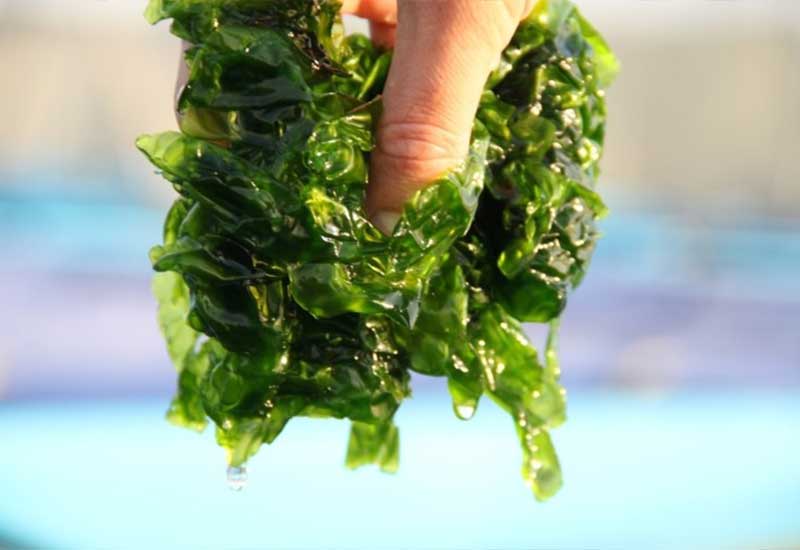 Benefits of Seaweed