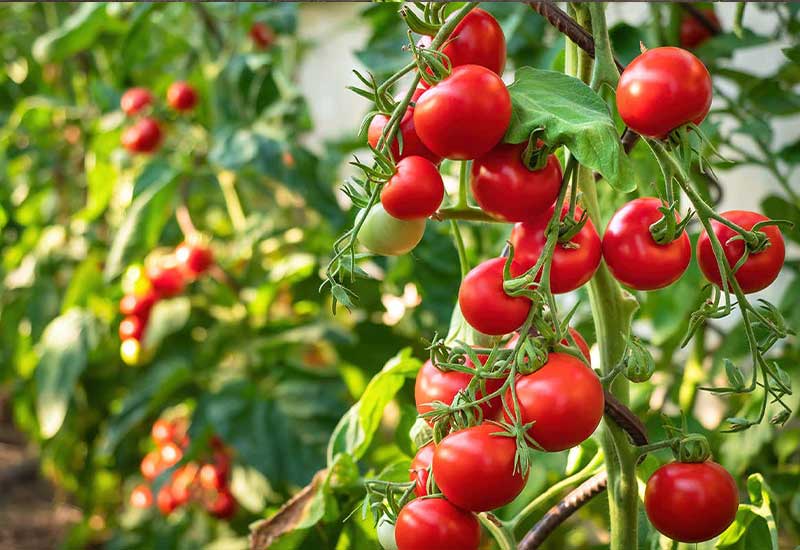 Foods That are Good for your Heart Also protect the heart