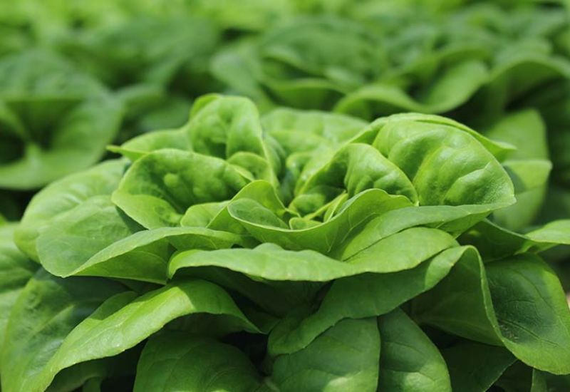 Vitamin And Mineral-Rich Leafy Vegetables to add to Your weight loss Diet.